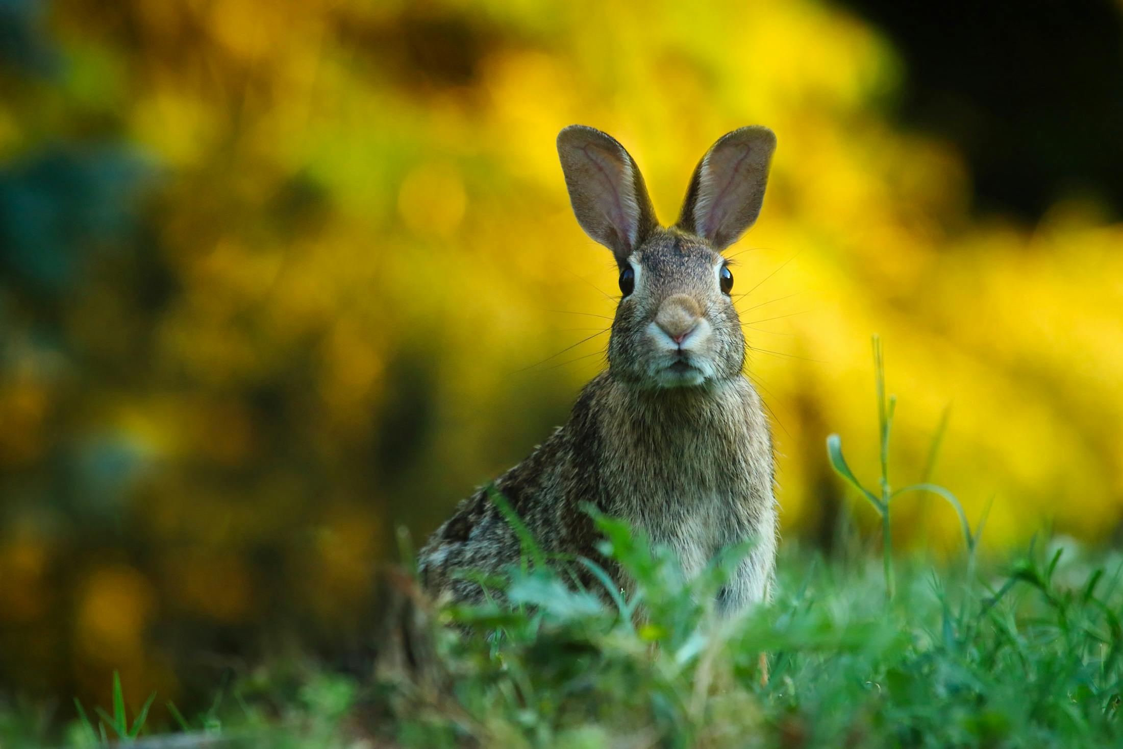 how much is rabbit insurance uk how much is rabbit insurance how much is pet insurance for a rabbit how much is rabbit insurance per month how much does rabbit insurance cost how much is rabbit pet insurance how much is insurance for a rabbit how much on average is rabbit insurance how much does rabbit pet insurance cost how much does pet insurance cost for a rabbit do rabbits need pet insurance What is rabbit insurance? which pet insurance is best for my rabbit? How much does it cost to insure a rabbit in the UK? how much does it cost to insure a rabbit can a rabbit have pet insurance should i get rabbit insurance how much does it cost to neuter a rabbit which is the best rabbit insurance How much is it to insure a rabbit? how much average cost of rabbit insurance Should you get insurance for rabbits? How much is it to insurance a bunny?
